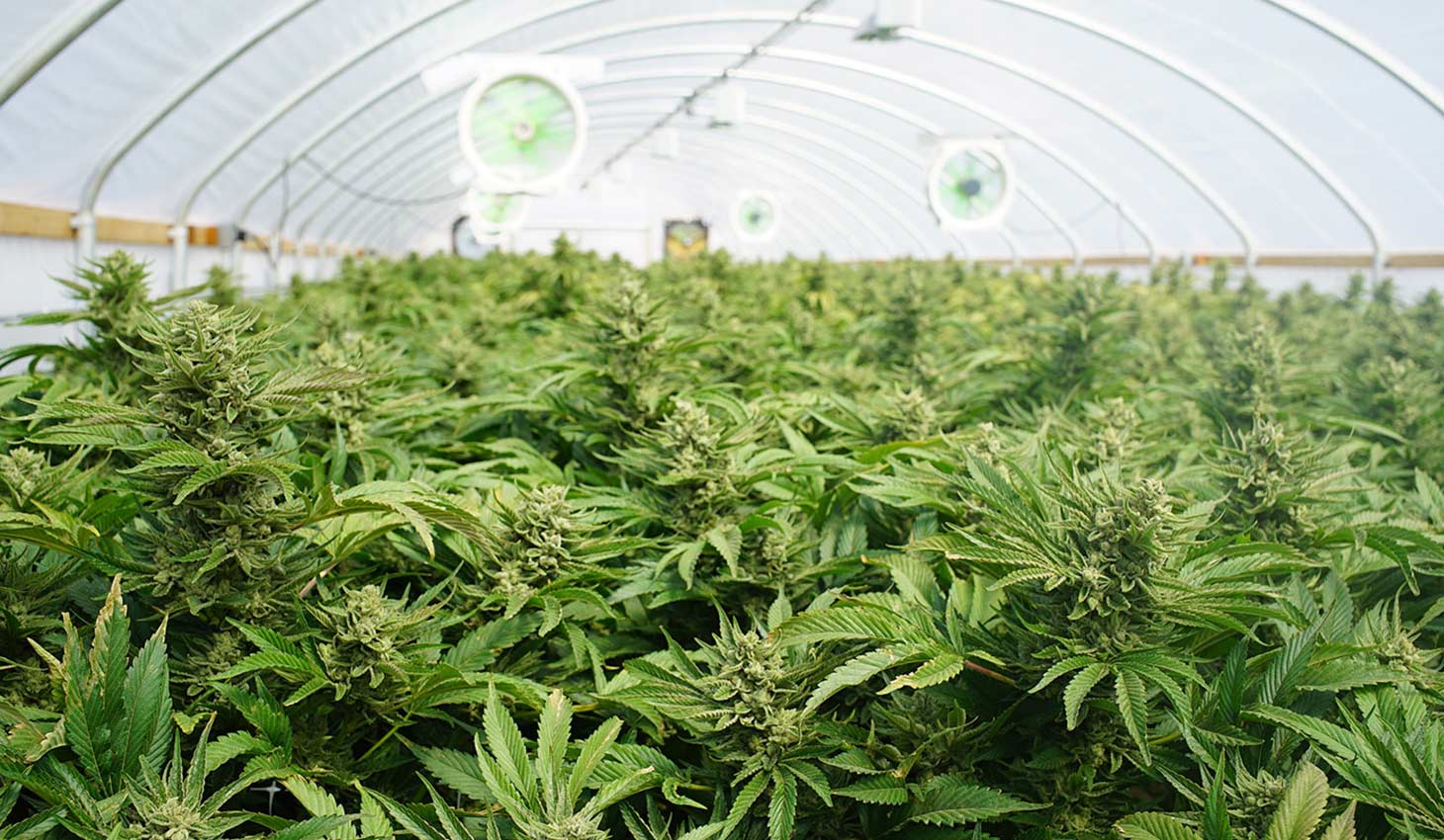 interior of greenhouse with cannabis crop